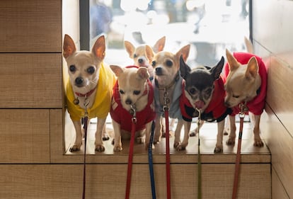 Varios perros de raza chiguagua.
