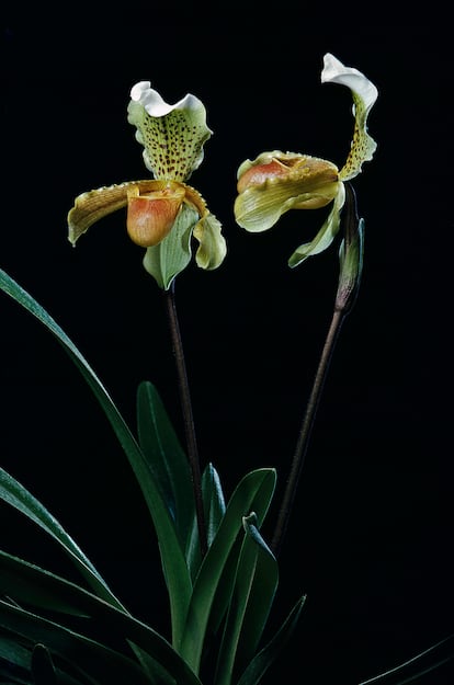 Paphiopedilum insigne es la especie más común, así como la multitud de híbridos que ha originado.
